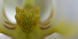 Macro