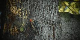 Wildlife
